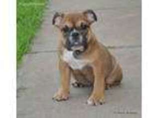 Bulldog Puppy for sale in Royse City, TX, USA
