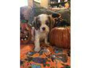 Cavalier King Charles Spaniel Puppy for sale in Crescent, OK, USA