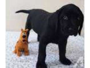 Labrador Retriever Puppy for sale in PHOENIX, AZ, USA