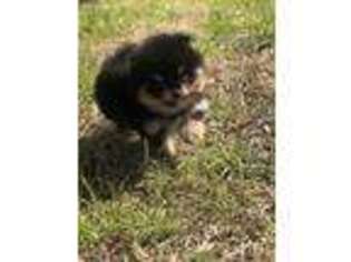 Pomeranian Puppy for sale in Shawnee, OK, USA