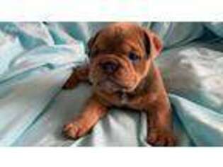 Bulldog Puppy for sale in Ankeny, IA, USA