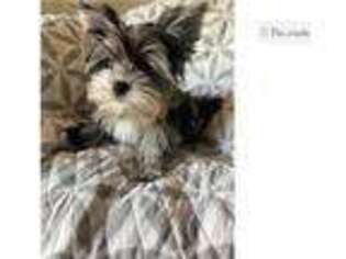 Yorkshire Terrier Puppy for sale in Yuma, AZ, USA