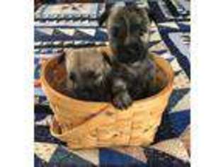 Cairn Terrier Puppy for sale in Chariton, IA, USA