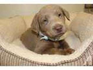 Labrador Retriever Puppy for sale in KNOXVILLE, TN, USA