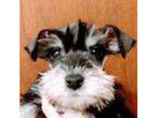 Mutt Puppy for sale in Tecumseh, OK, USA