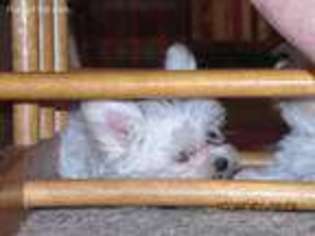 Maltese Puppy for sale in Nine Mile Falls, WA, USA