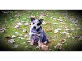 Australian Cattle Dog Puppy for sale in Lerna, IL, USA