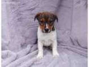 Jack Russell Terrier Puppy for sale in Sandown, NH, USA