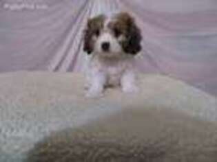 Cavachon Puppy for sale in Mountain Grove, MO, USA