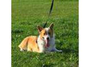 Pembroke Welsh Corgi Puppy for sale in Soldiers Grove, WI, USA