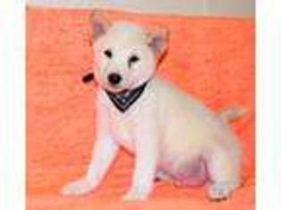 Shiba Inu Puppy for sale in Clifton Hill, MO, USA
