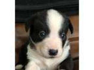 Cardigan Welsh Corgi Puppy for sale in New London, MN, USA