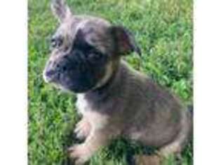 French Bulldog Puppy for sale in Britt, IA, USA