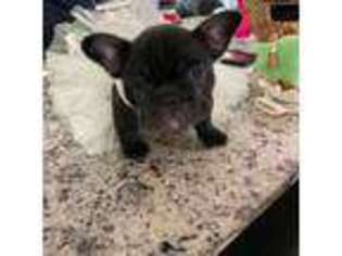 French Bulldog Puppy for sale in Somersworth, NH, USA