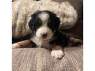 Bernese Mountain Dog Puppy for sale in Waynesville, NC, USA