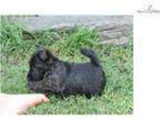 Scottish Terrier Puppy for sale in Joplin, MO, USA