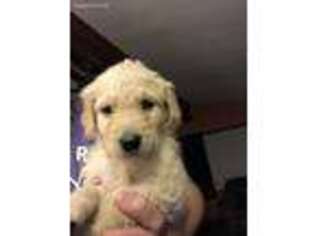 Goldendoodle Puppy for sale in Kent, IL, USA