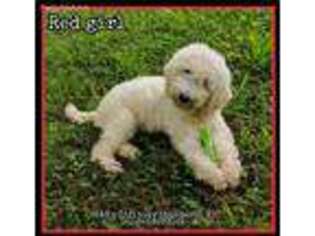 Goldendoodle Puppy for sale in Rutherfordton, NC, USA