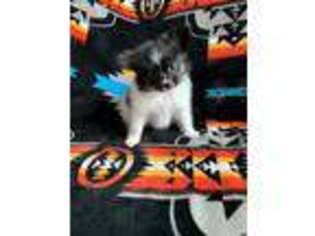 Papillon Puppy for sale in Zap, ND, USA