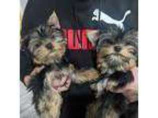 Yorkshire Terrier Puppy for sale in Lindsay, CA, USA