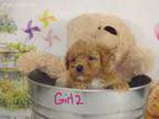 Goldendoodle Puppy for sale in Powell, TN, USA