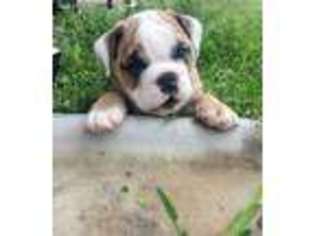 Bulldog Puppy for sale in Spring, TX, USA