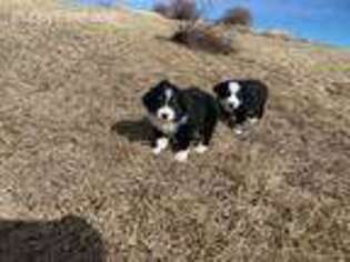Australian Shepherd Puppy for sale in North Platte, NE, USA