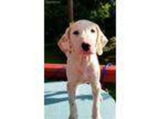 Dalmatian Puppy for sale in Butler, OH, USA