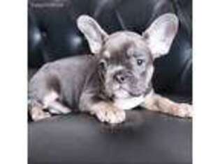 French Bulldog Puppy for sale in Mamaroneck, NY, USA