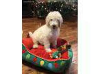 Goldendoodle Puppy for sale in Avon, IN, USA