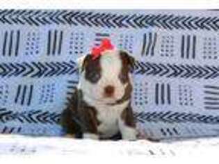 Boston Terrier Puppy for sale in Nappanee, IN, USA