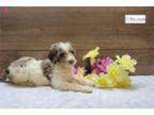 Goldendoodle Puppy for sale in Fort Wayne, IN, USA