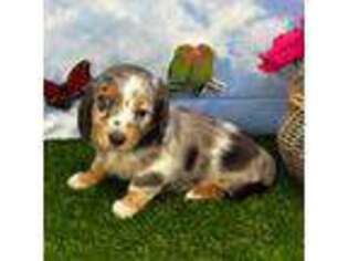 Dachshund Puppy for sale in Cassville, MO, USA