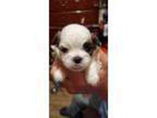 Mutt Puppy for sale in Rio Grande City, TX, USA
