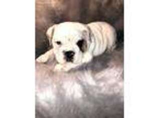 Bulldog Puppy for sale in Beech Grove, IN, USA