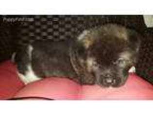 Akita Puppy for sale in Saltillo, MS, USA