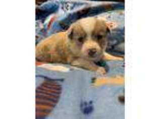 Mutt Puppy for sale in Keenesburg, CO, USA