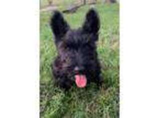 Scottish Terrier Puppy for sale in Mansfield, MO, USA