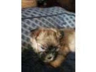 Shorkie Tzu Puppy for sale in Winchester, VA, USA