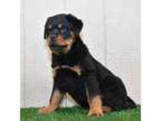 Rottweiler Puppy for sale in Winesburg, OH, USA