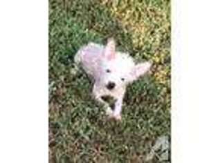 Chinese Crested Puppy for sale in WASHINGTON, DC, USA