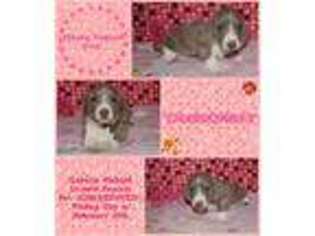 Dachshund Puppy for sale in Youngstown, OH, USA