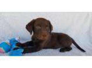 Labrador Retriever Puppy for sale in Bangs, TX, USA