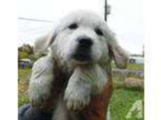 Labrador Retriever Puppy for sale in GALENA, MO, USA