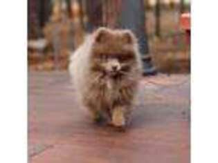 Pomeranian Puppy for sale in Doyle, CA, USA