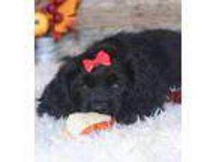 Cocker Spaniel Puppy for sale in Memphis, MO, USA