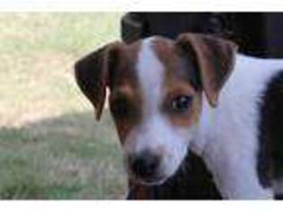 Jack Russell Terrier Puppy for sale in Honey Grove, TX, USA
