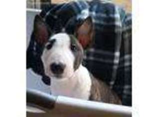 Bull Terrier Puppy for sale in Van Nuys, CA, USA