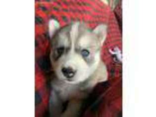 Siberian Husky Puppy for sale in Bristol, TN, USA