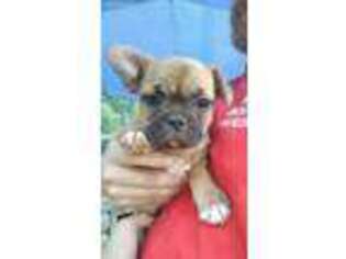 French Bulldog Puppy for sale in Sparta, TN, USA
